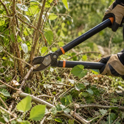 Brush and Light Vegetation Clearing