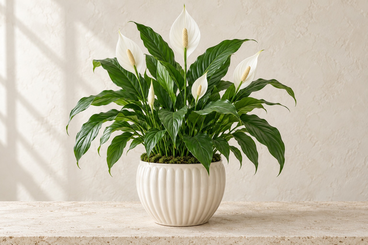 Plants — illustrative floral photography